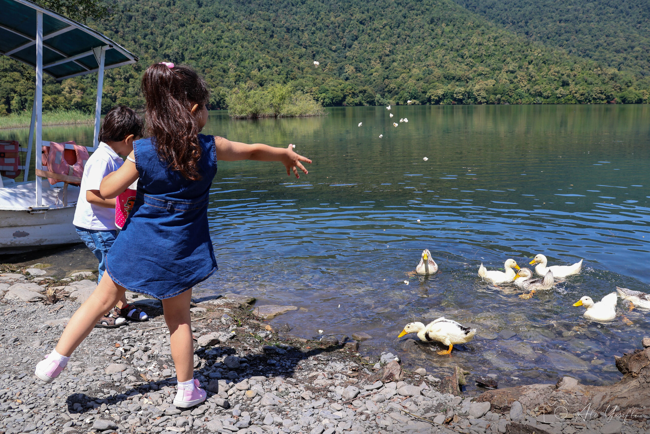 Favorite visitors of Nohur Lake, Gabala