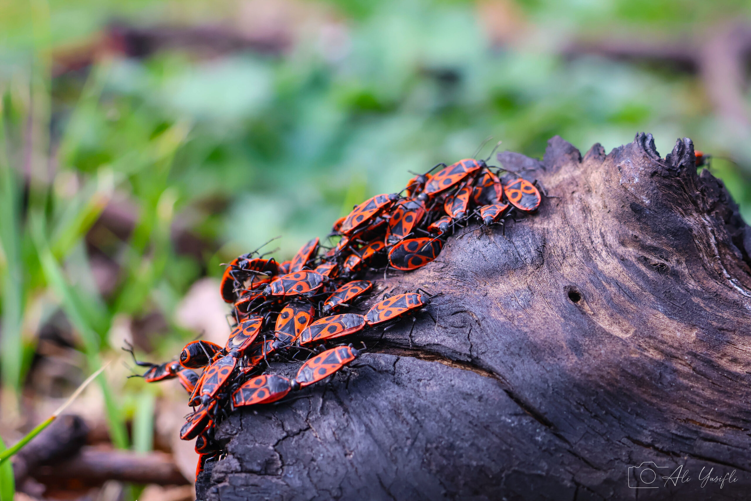 Fire Bug (Pyrrhocoris Apterus)