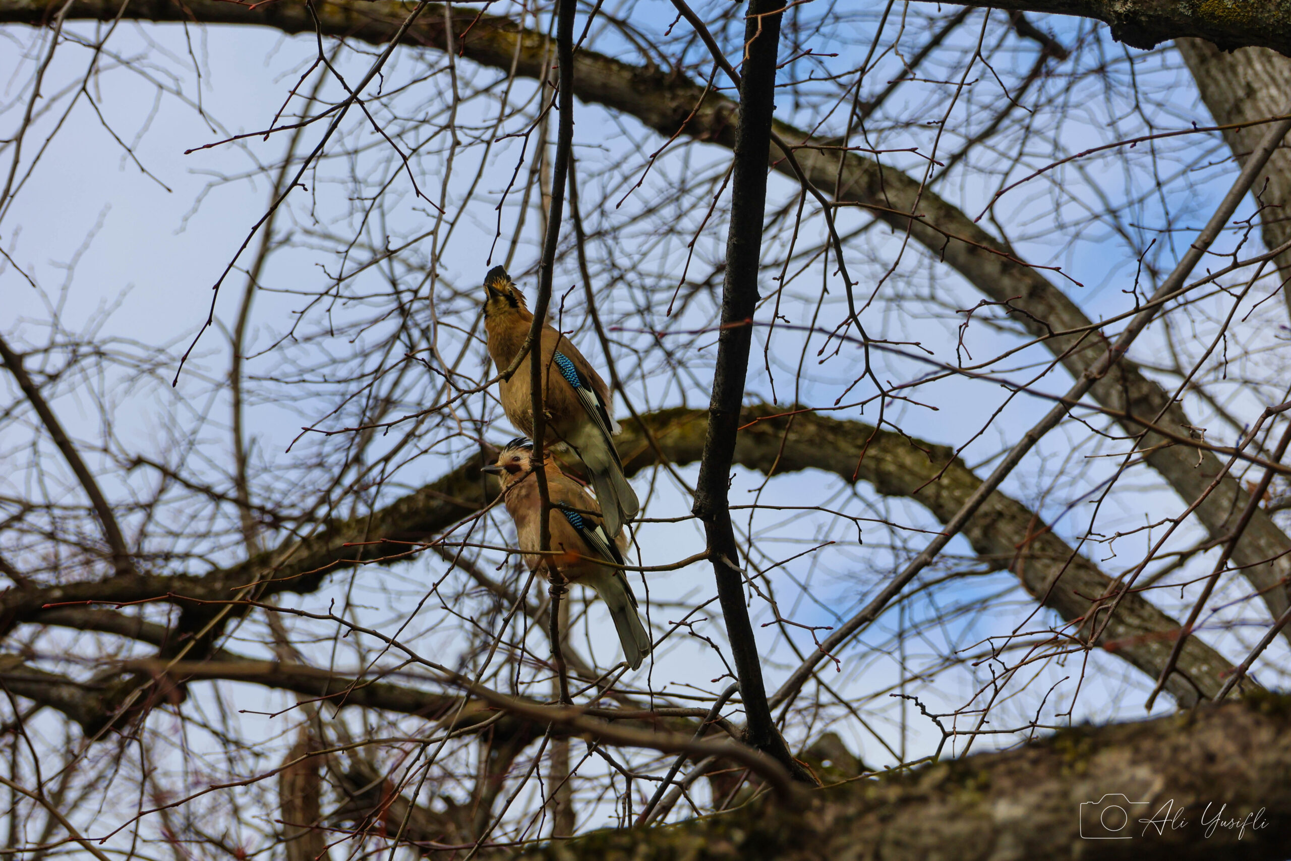 Woodpeckers